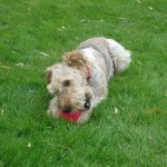 j with her new squeaky toy