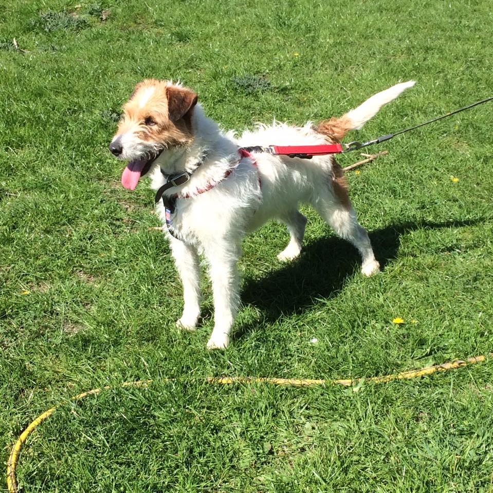 Muffin wire fox terrier cross - Terrier SOS - a UK-based dog rescue