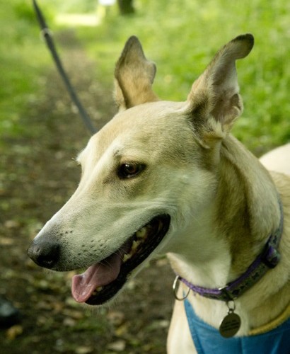 Tara Spanish Greyhound - Terrier SOS - a UK-based dog rescue