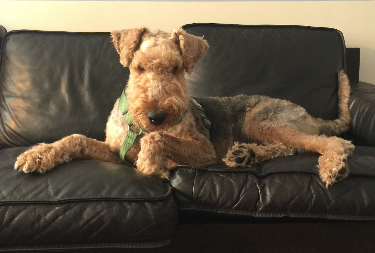 Charly Airedale Terrier - Terrier Sos - A Uk-based Dog Rescue