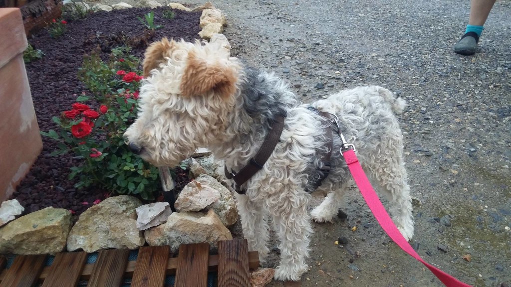 wire fox terrier rescues