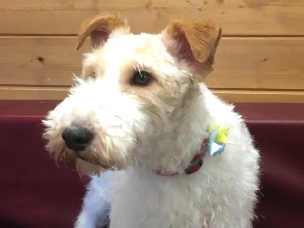 Ziggy Stardust - Male Wire Fox Terrier - Rehomed - Terrier Sos - A Uk 