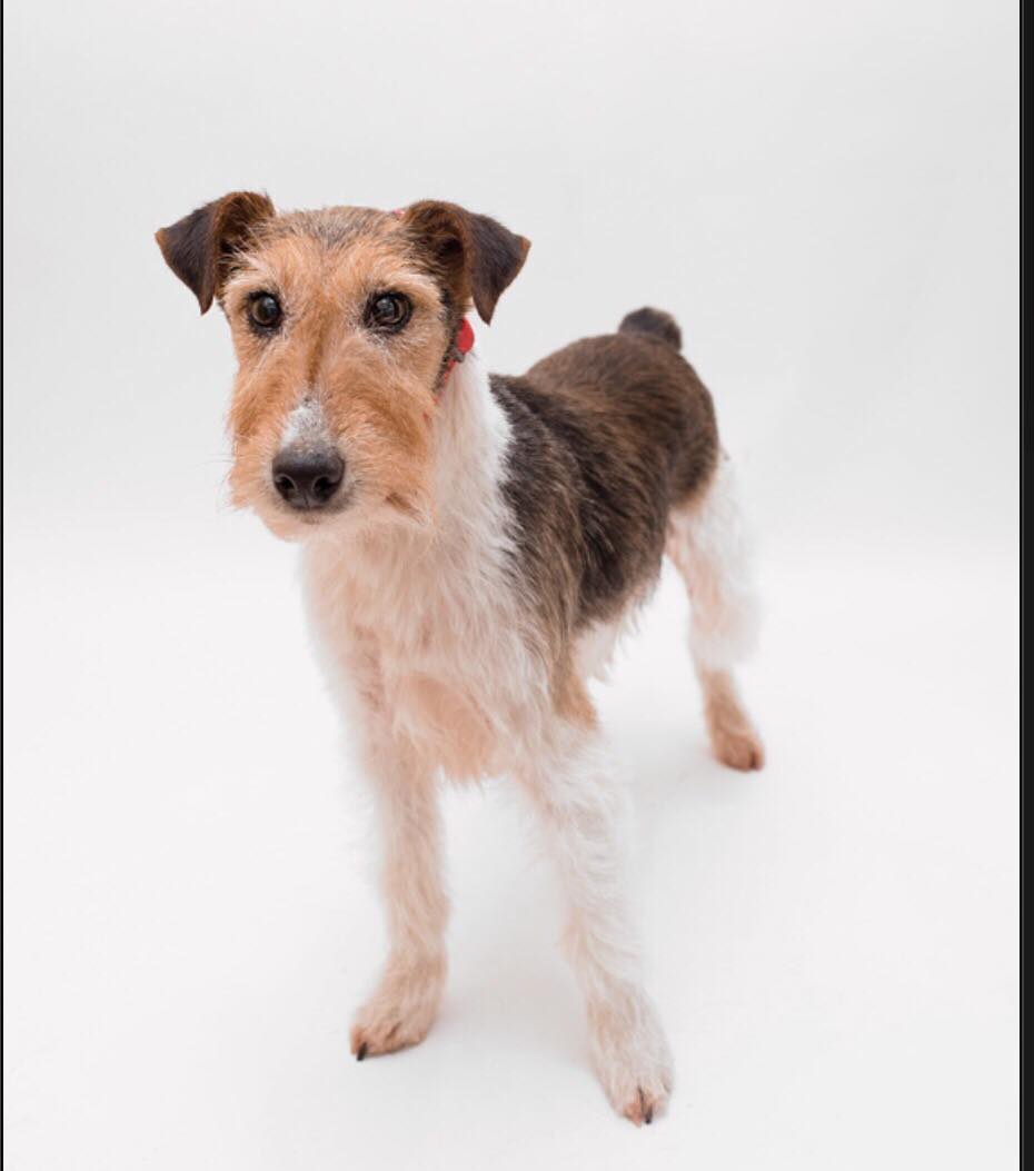 Cassie - Fox Terrier Cross - Rehomed - Terrier SOS - a UK-based dog rescue