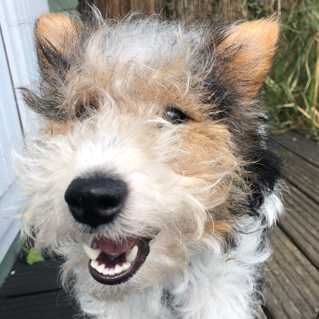 Wirehaired fox terrier for sale hot sale near me