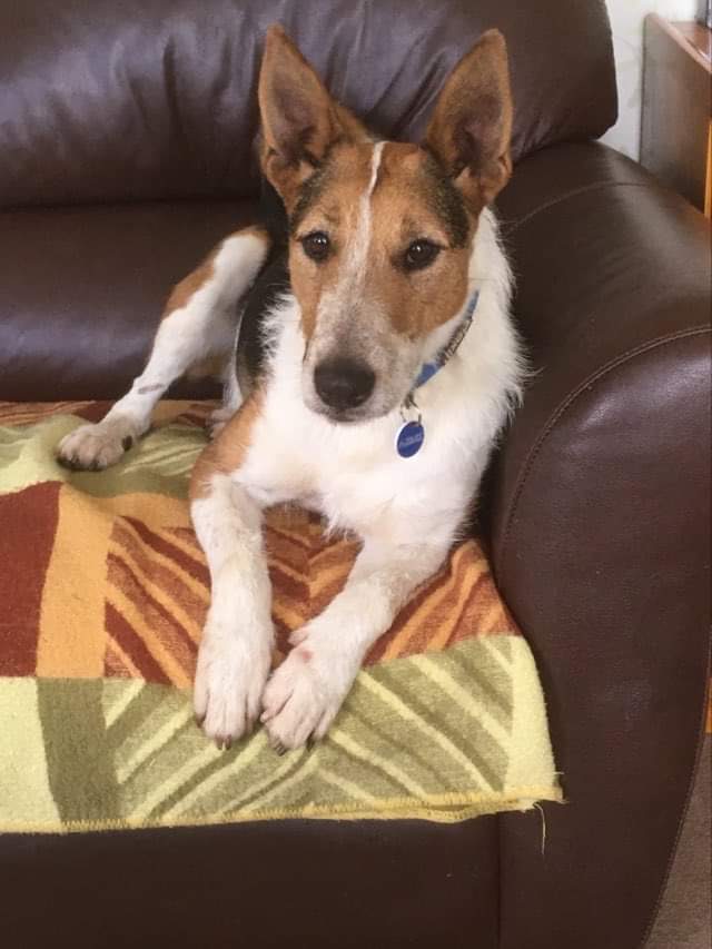 Home - Terrier SOS - a UK-based dog rescue